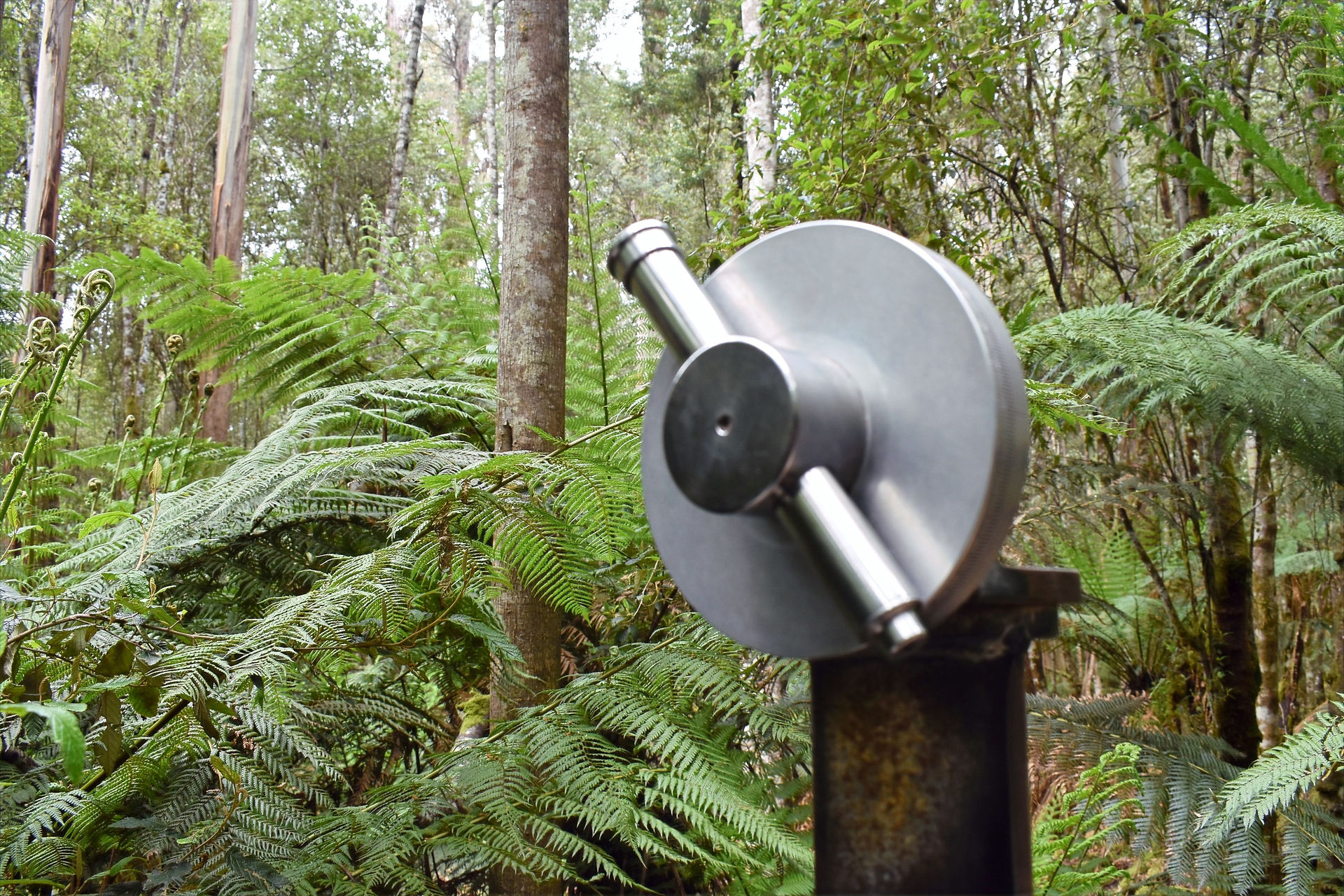 Tall Trees Mount Field 