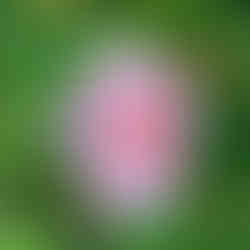 Mount Lofty Botanic Garden