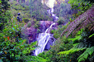 Steavenson Falls Victoria