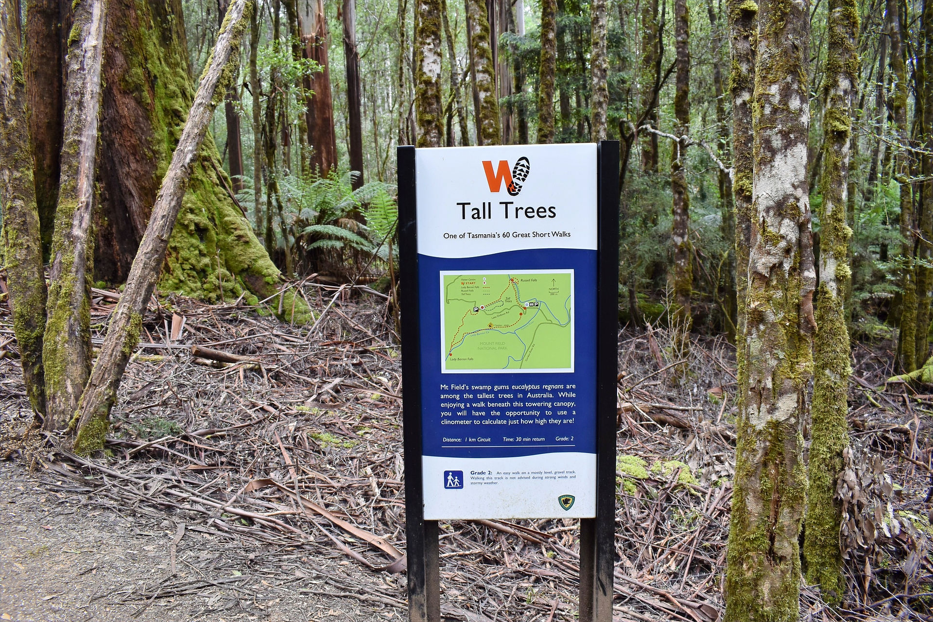 Tall Trees Mount Field 