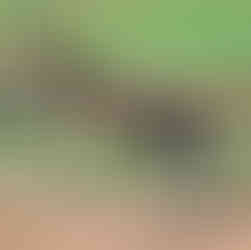 Giraffe and baby at Monarto Safari Park