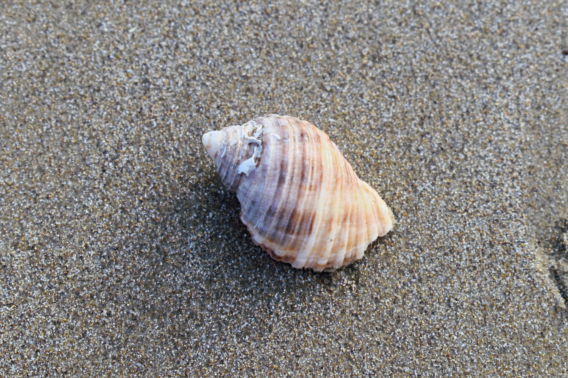 Shell on beach at Swansea.