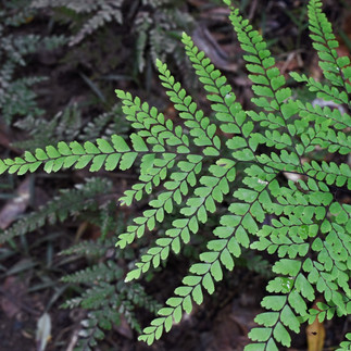Eungella National Park