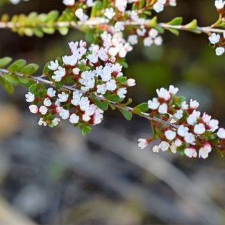 Burrong Falls Victoria
