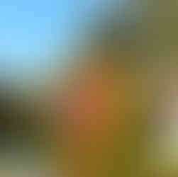 Emu Valley Rhododendron Gardens, Tasmania.