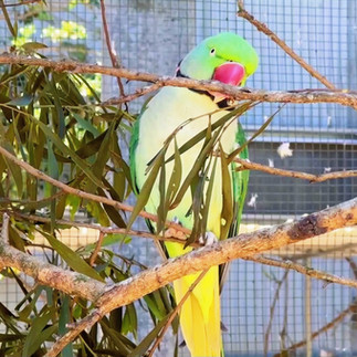 Maleny Botanic Gardens