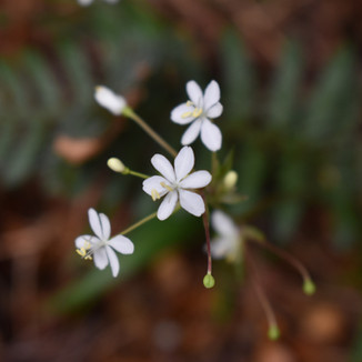 Franklin River Nature Trail