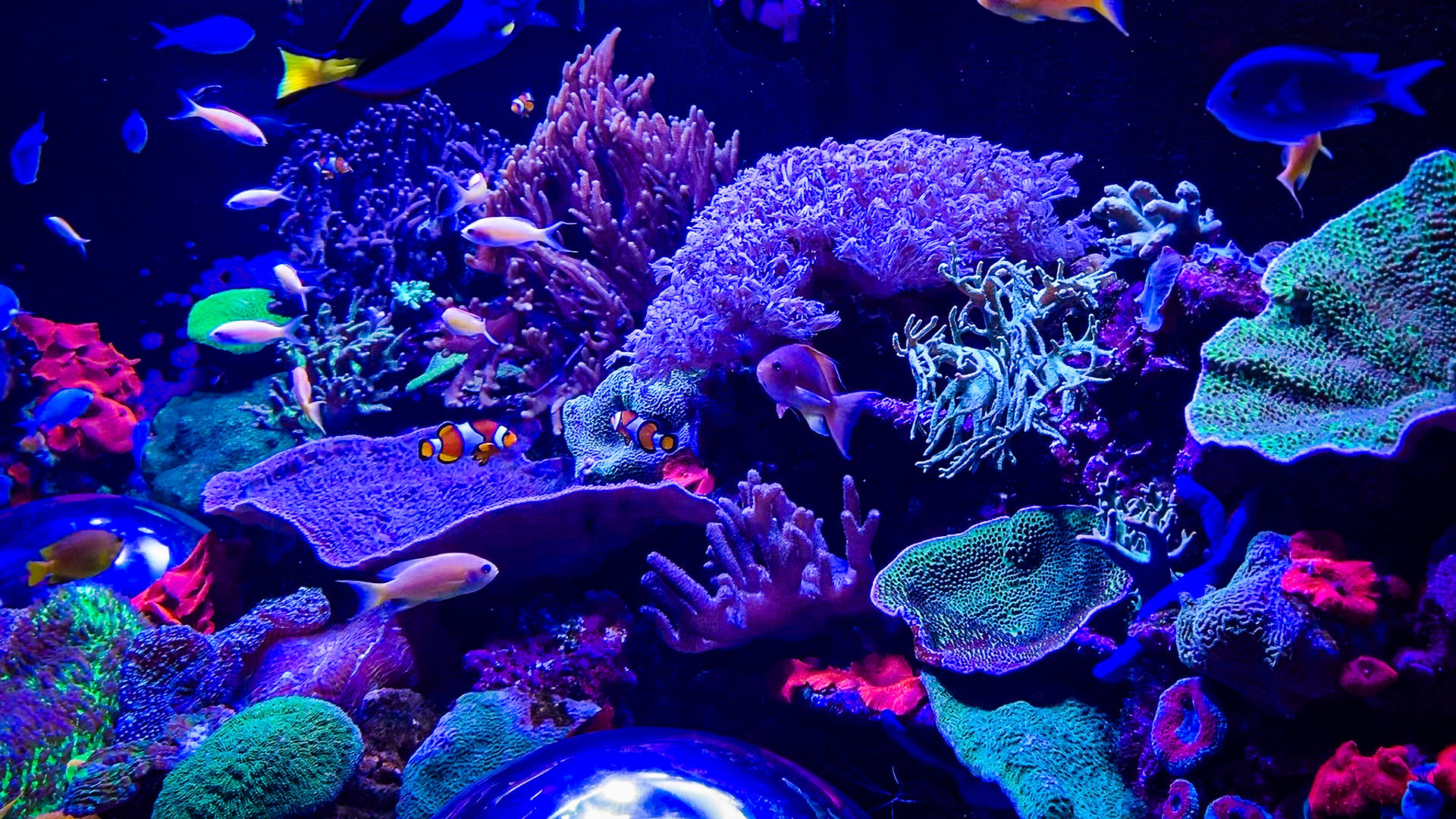 SEA LIFE Sunshine Coast