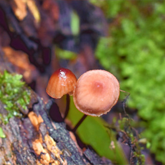 Fungi along St Columba Falls Track