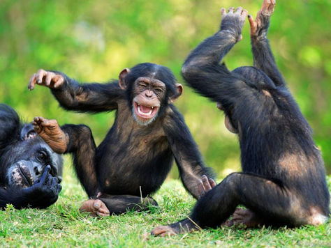 Cooperation not competition: Chimps can be team players