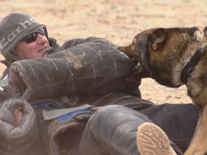 Dogs Trained In Colorado For Demands Of War
