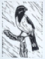 Thumbnail: Black-Throated Sparrow