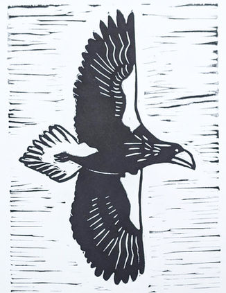 Steller's Sea Eagle