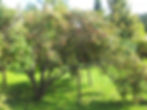 Apple picking
