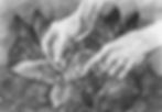The Cigar From Soil to Soul Vol.2