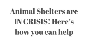 How you can help your local animal shelters