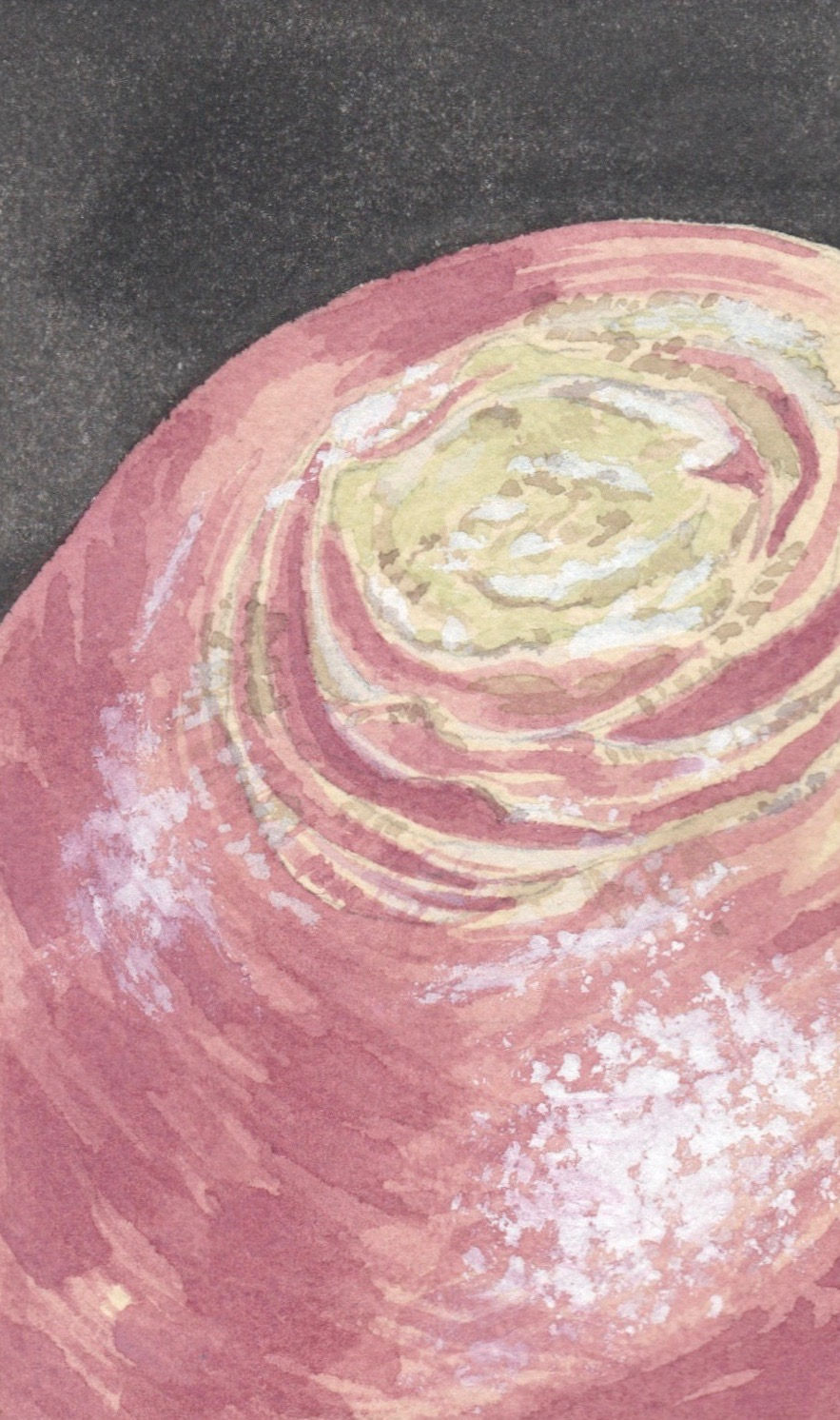 Turnip, watercolor