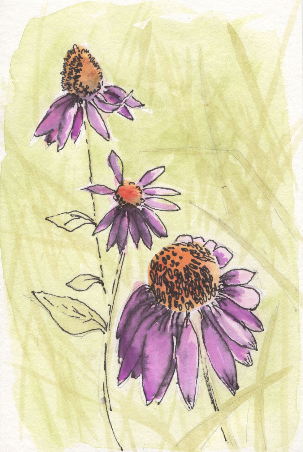 Purple flowers, watercolor and ink