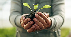 person-hands-plants-and-gardening-soil-in-sustain-2023-11-27-05-02-42-utc.jpg