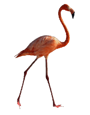 Flamingo 2.gif