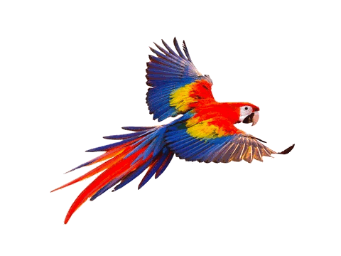 Guacamaya.gif