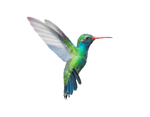 Colibri.gif