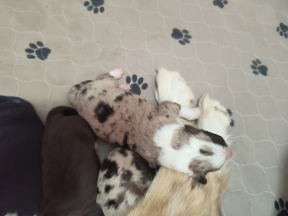 Red Merle
