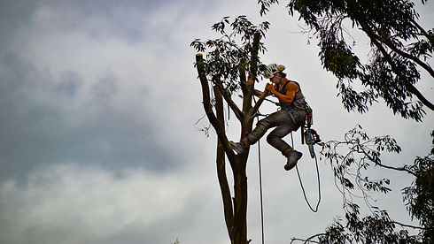 Tree service