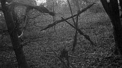 Blair Witch: Lost in forest