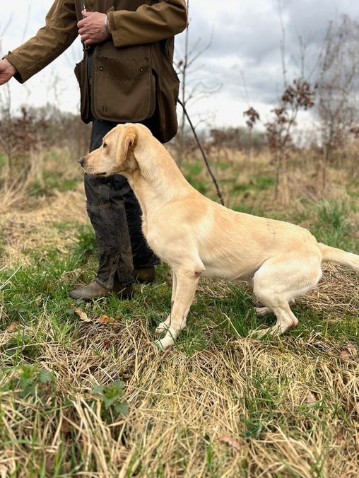 Working Labrador Retrierver Field Trial Champion