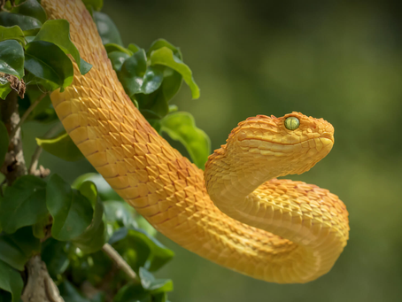 A Checklist of Things to Consider When Buying a Reptile for a Pet