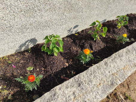 サルビアとマリーゴールド