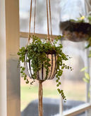 string of turtles, Peperomia prostrata