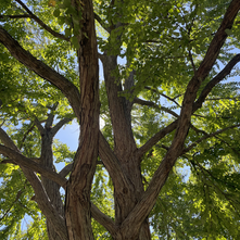 What do You Hear When There is Nothing to Listen to?