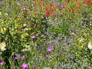 An Adventure at Freckled Bloom Flower Farm