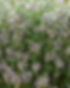 thyme-royalty-free-image-1691079410.jpg