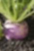 turnip-1626977990.jpg