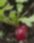 radish-1626978817.jpg