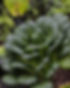 pagoda-mustard-or-tatsoi-or-ta-ke-chai-royalty-free-image-1691075775.jpg