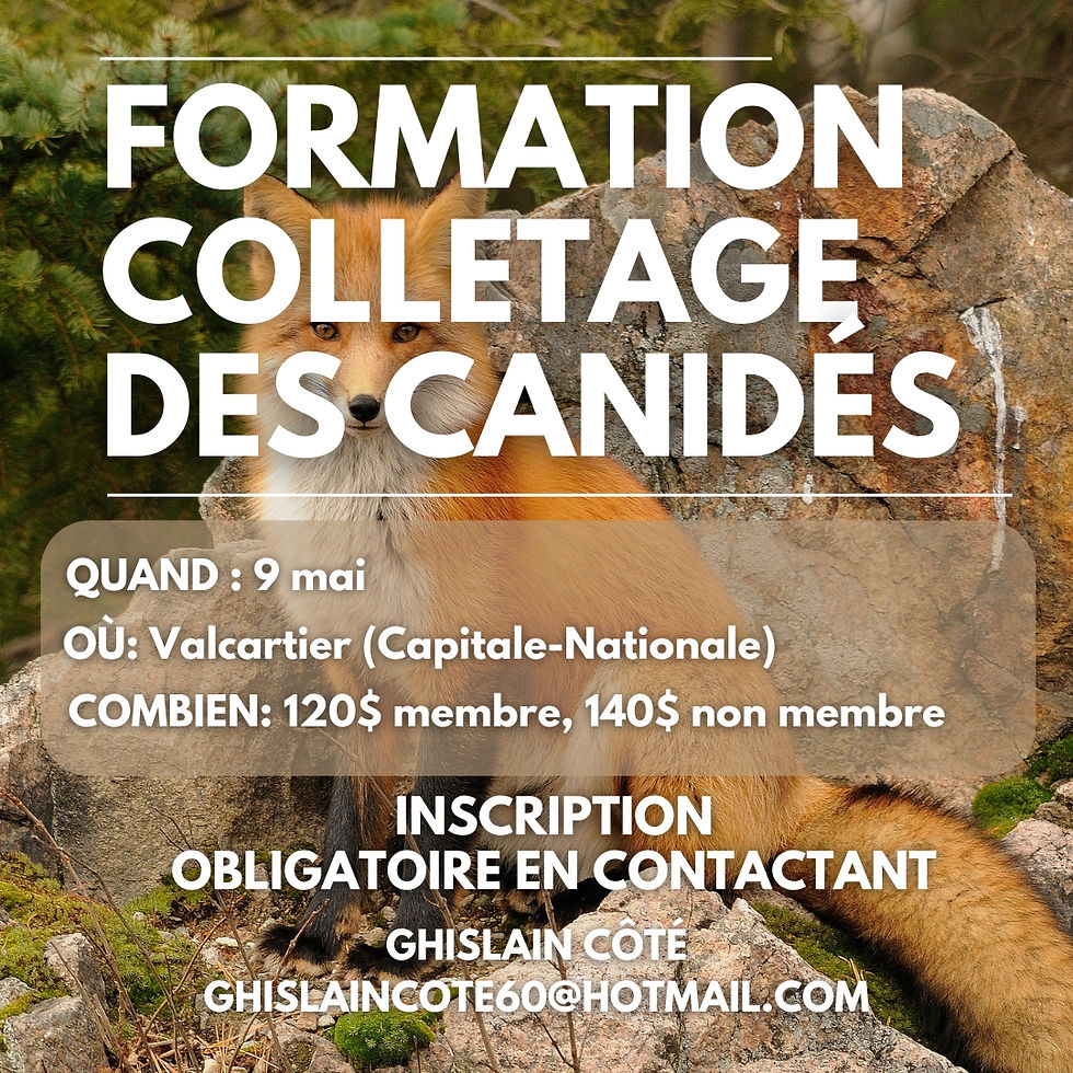 Formation de colletage des canidés - Capitale-Nationale