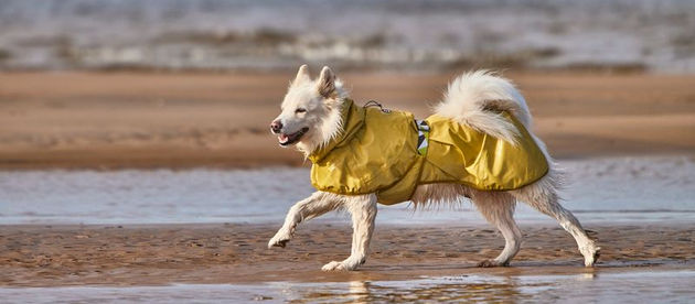 Does your dog need a raincoat?