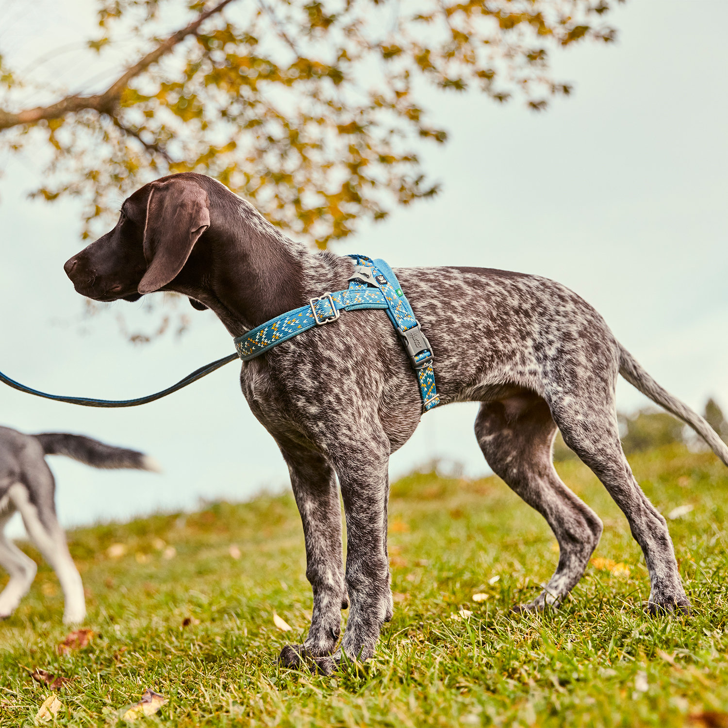 german shorthaired pointer harness size