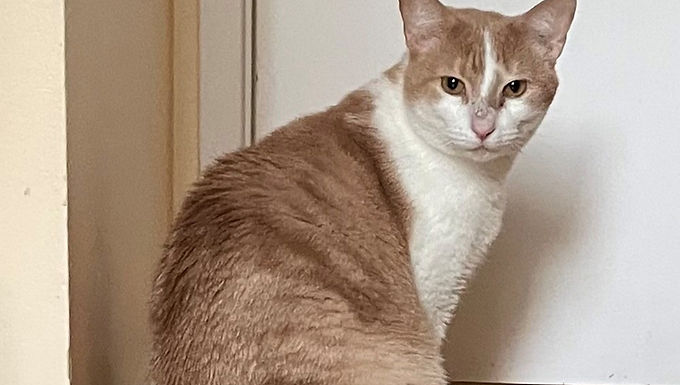 Creamsicle