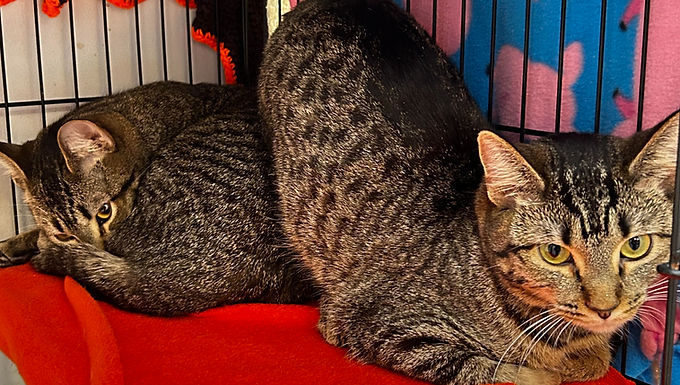 Metallica and Goo Goo Dolls