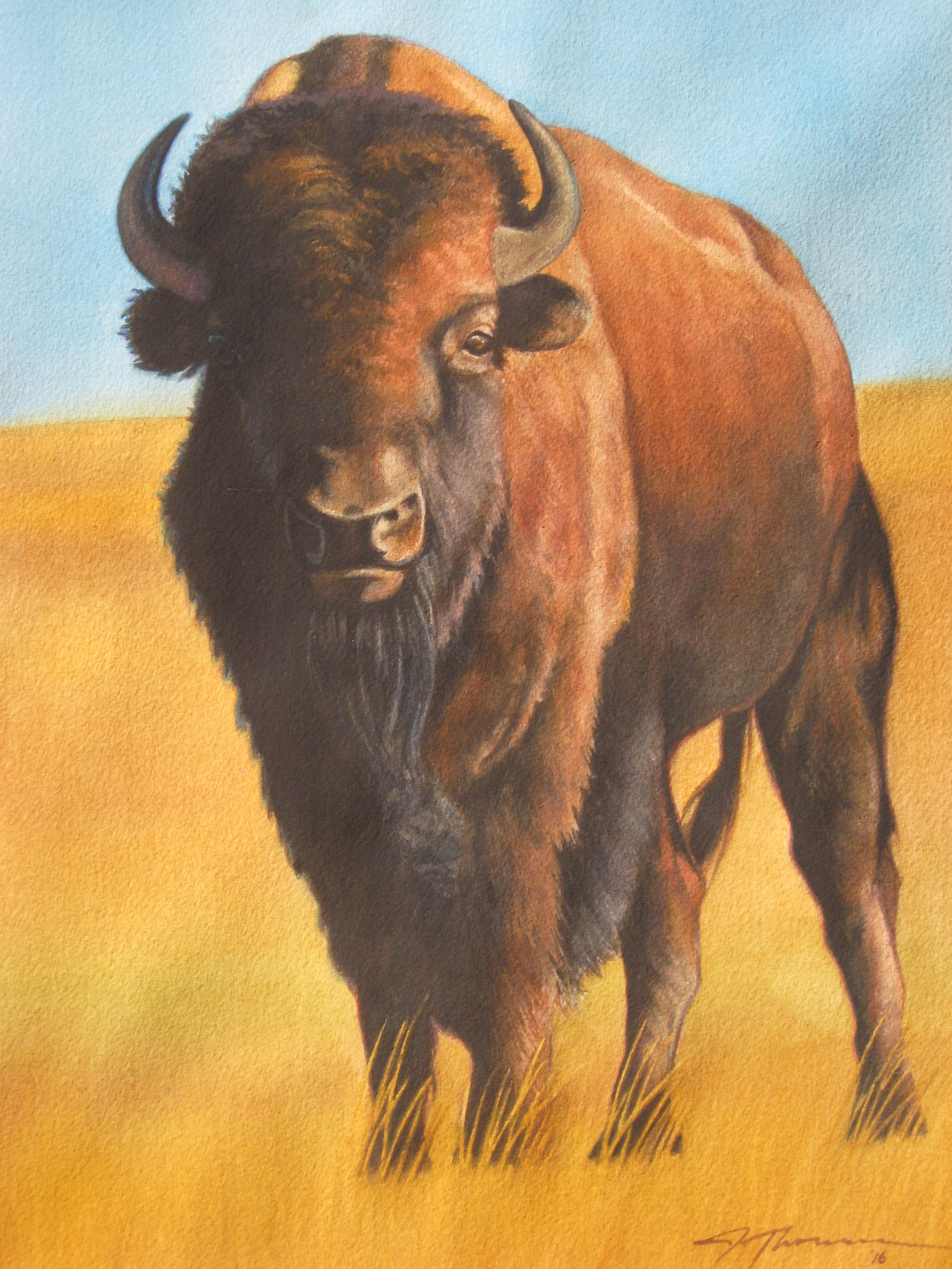 Bison