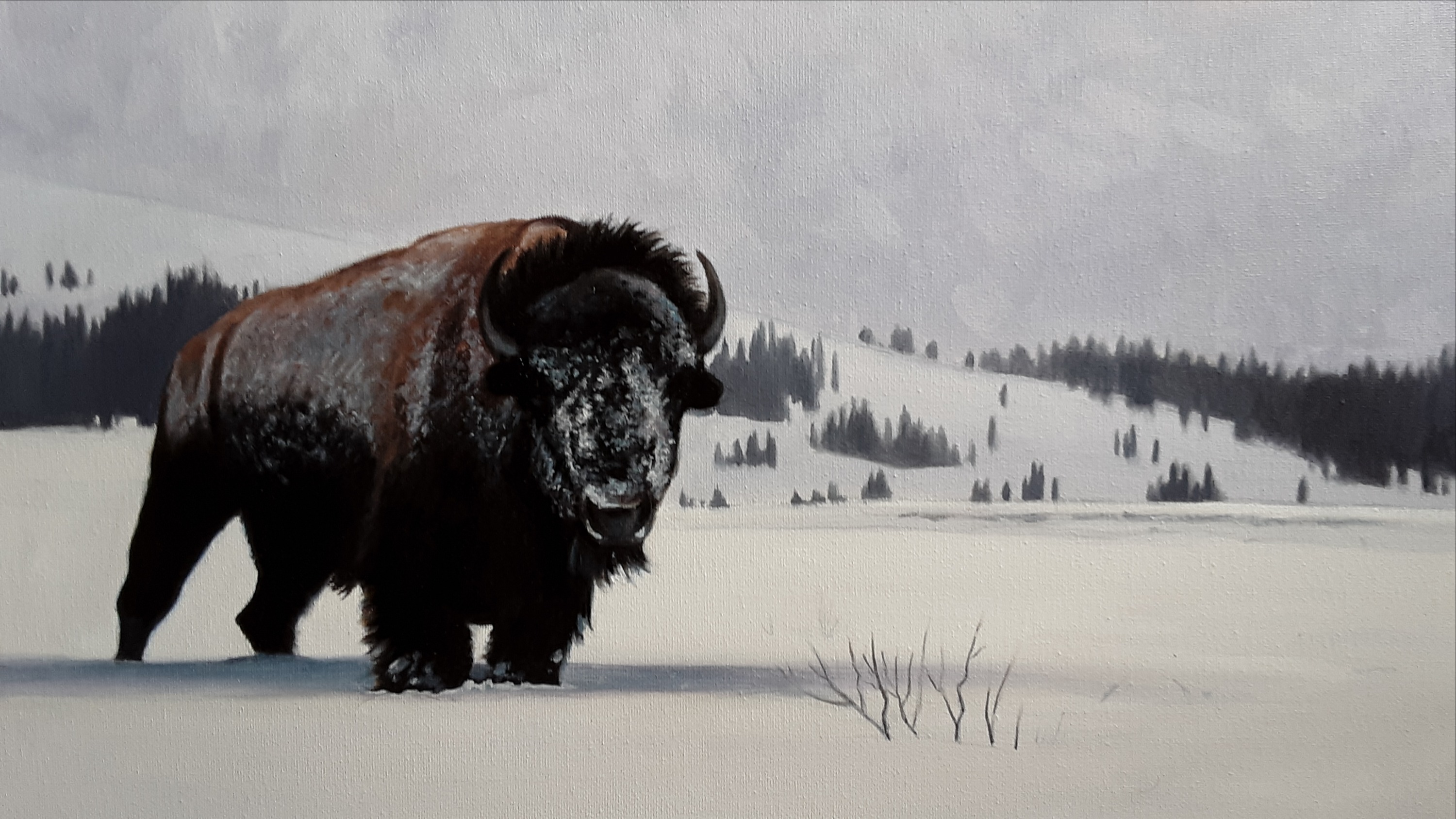 Winter Bull-SOLD