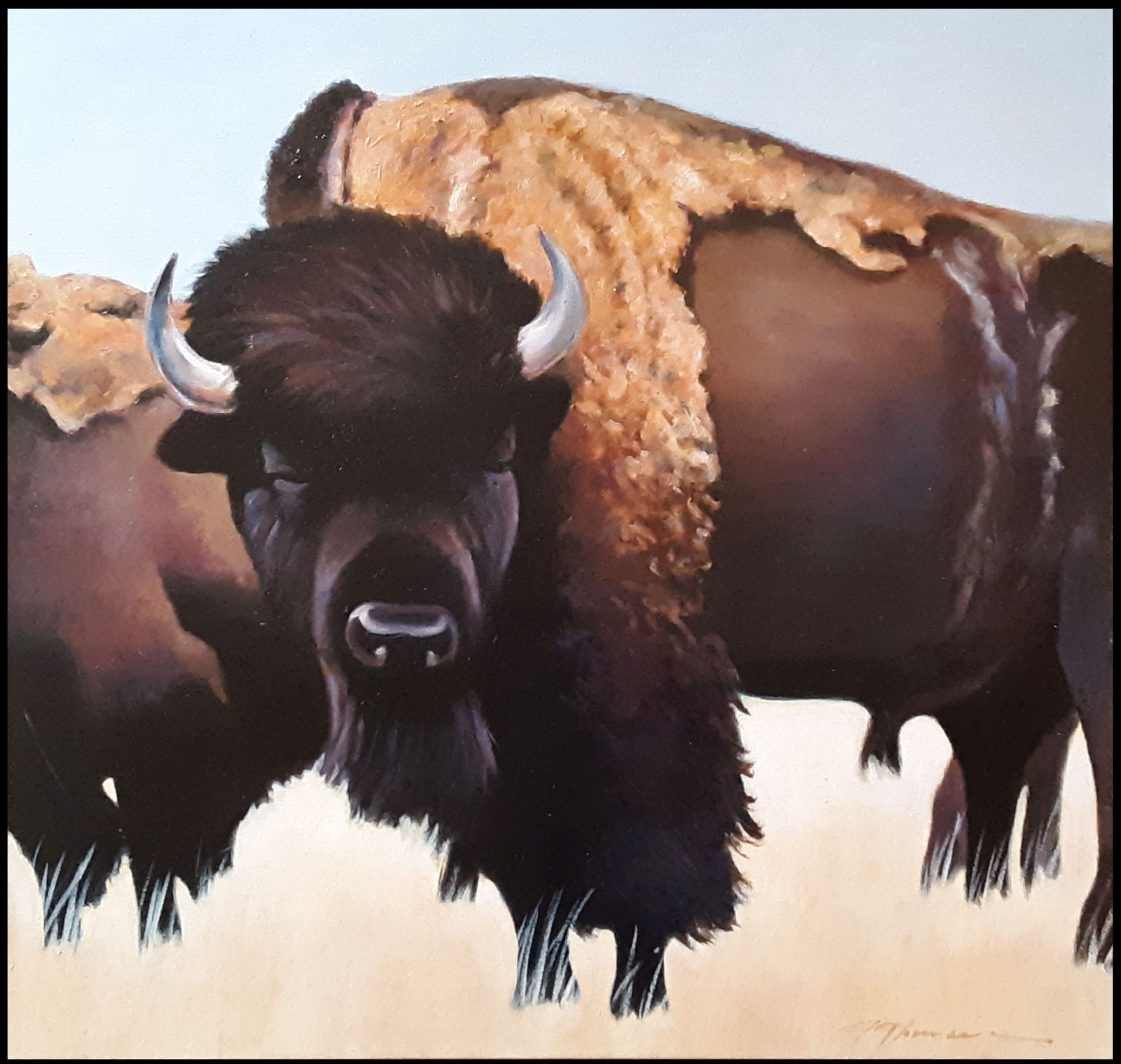Shaggy Buffalo