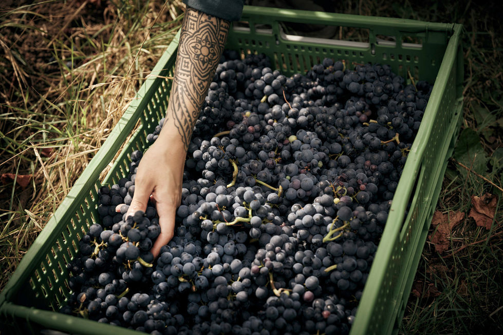 Weingut_Fotografie_13