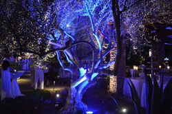 IMG_7052.JPG.opt898x597o0,0s898x597