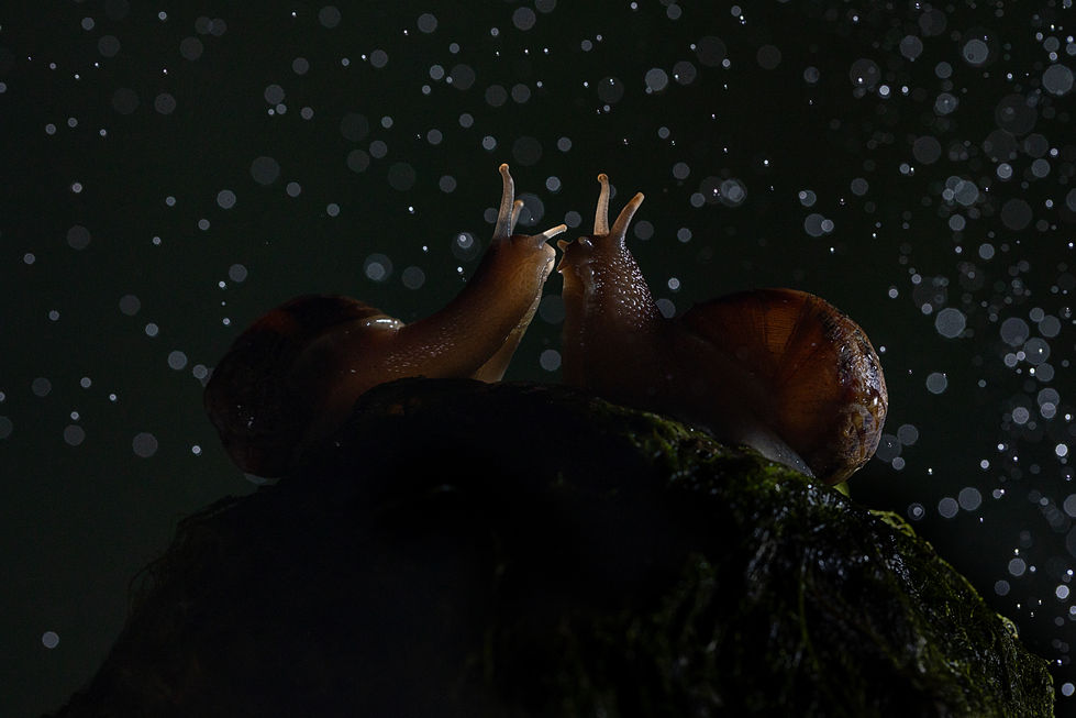 BL8A1778beso de caracoles copia.jpg